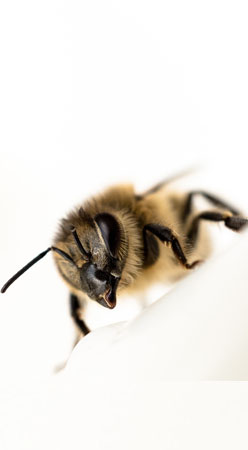 la abeja